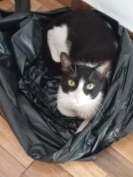 Lost Male Cat last seen Rua Bresser , Brás, SP 03017-000