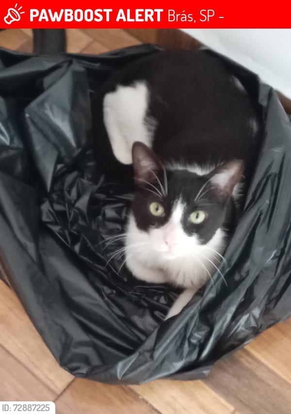Lost Male Cat last seen Rua Bresser , Brás, SP 03017-000