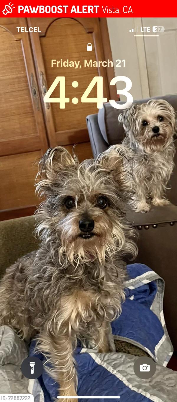 Lost Female Dog last seen Crest view rd, Vista, CA 92081
