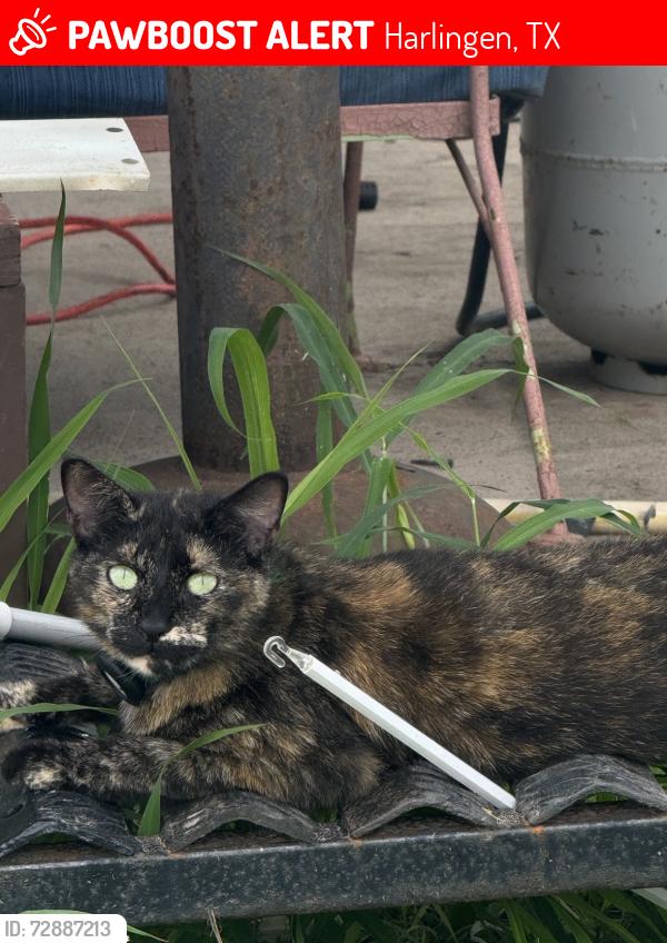 Lost Female Cat last seen Hand Rd and Kayla Ln, Harlingen, TX 78552