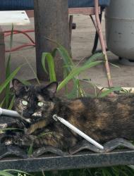 Lost Female Cat last seen Hand Rd and Kayla Ln, Harlingen, TX 78552