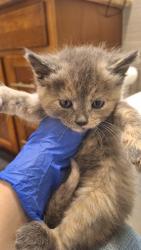 Shelter Stray Female Cat last seen Sacramento, CA 95842, Sacramento, CA 95828