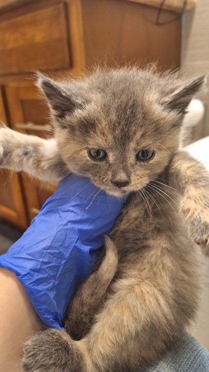 Shelter Stray Female Cat last seen Sacramento, CA 95842, Sacramento, CA 95828
