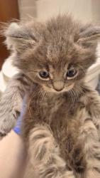 Shelter Stray Male Cat last seen Sacramento, CA 95842, Sacramento, CA 95828