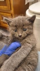 Shelter Stray Male Cat last seen Sacramento, CA 95842, Sacramento, CA 95828