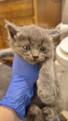 Shelter Stray Male Cat last seen Sacramento, CA 95842, Sacramento, CA 95828