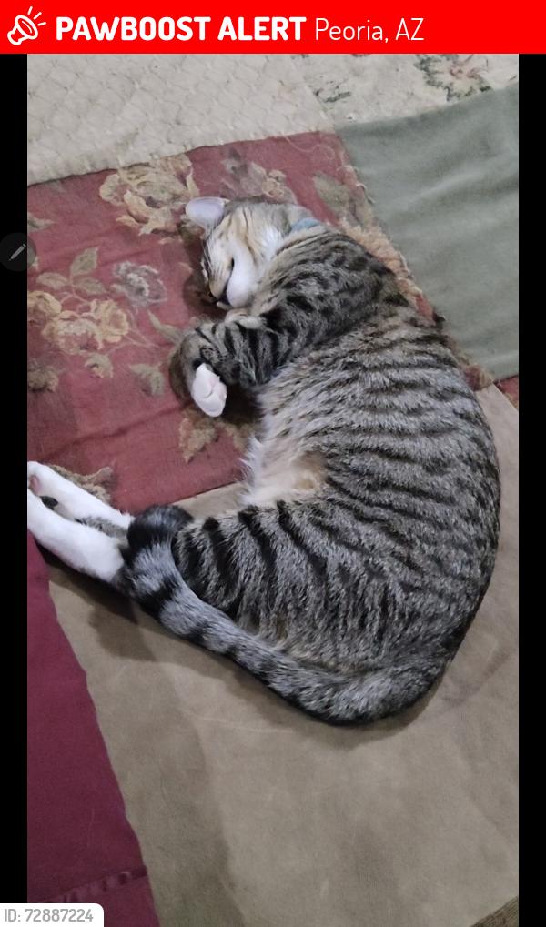 Lost Male Cat last seen Near Rd. & Yearling Rd., Peoria, AZ 85383