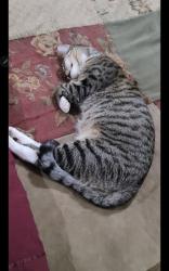 Lost Male Cat last seen Near Rd. & Yearling Rd., Peoria, AZ 85383