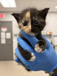 Shelter Stray Female Cat last seen Mount Holly, NC 28120, Gastonia, NC 28052