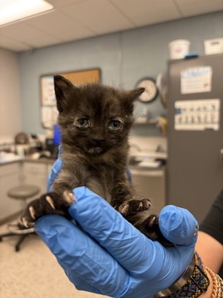 Shelter Stray Female Cat last seen Mount Holly, NC 28120, Gastonia, NC 28052