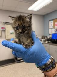 Shelter Stray Female Cat last seen Mount Holly, NC 28120, Gastonia, NC 28052
