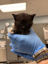 Shelter Stray Female Cat last seen Mount Holly, NC 28120, Gastonia, NC 28052