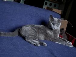 Lost Male Cat last seen Thunderbird rd, 35th ave, Phoenix, AZ 85053