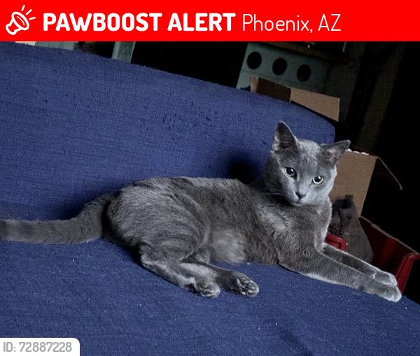 Lost Male Cat last seen Thunderbird rd, 35th ave, Phoenix, AZ 85053