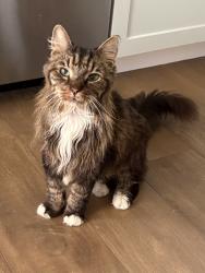 Found/Stray Male Cat last seen St. Joan of Arch Catholic Church Cemetery, Boca Raton, FL 33432