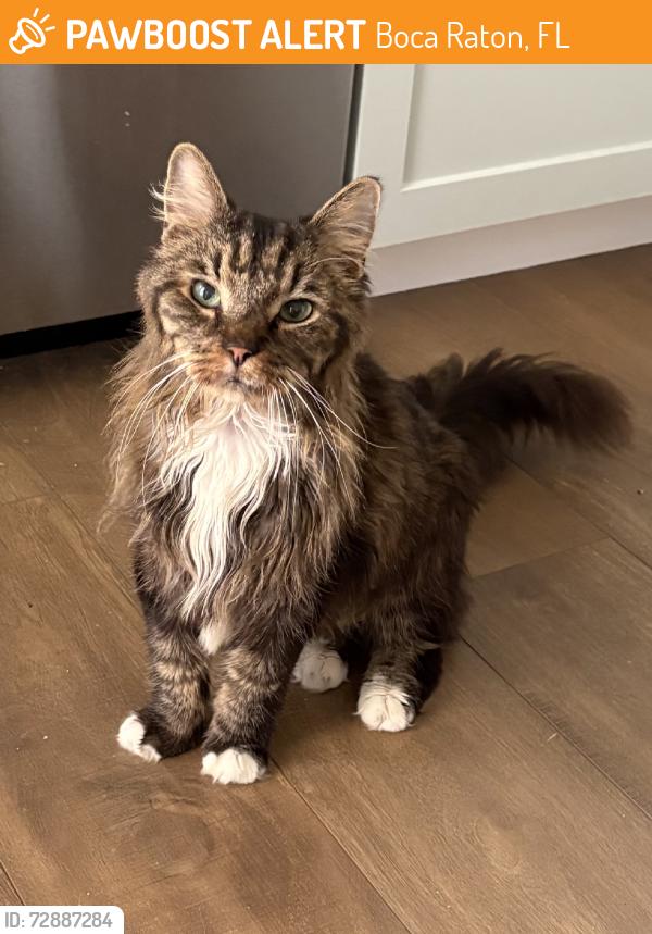 Found/Stray Male Cat last seen St. Joan of Arch Catholic Church Cemetery, Boca Raton, FL 33432