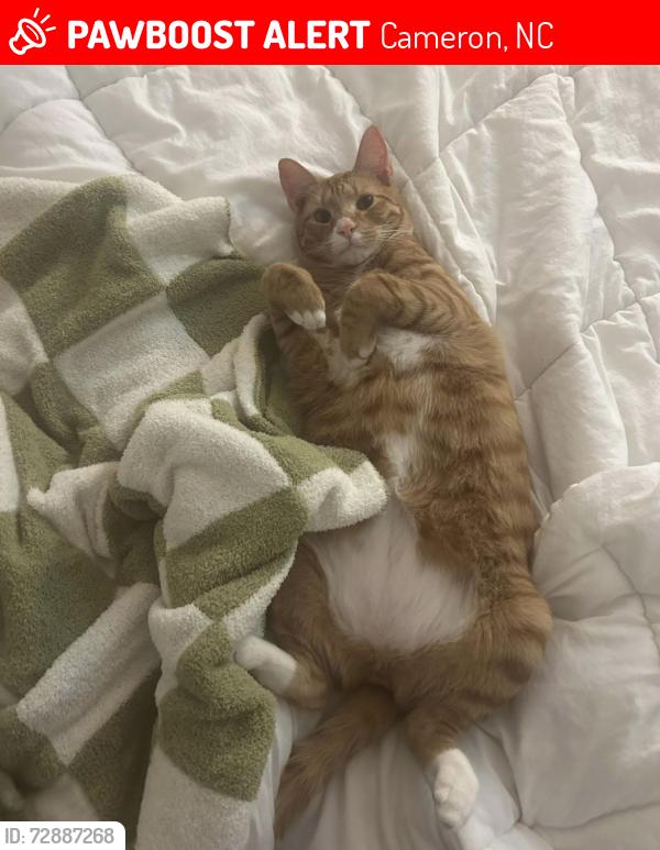 Lost Male Cat last seen Linden oaks housing , Cameron, NC 28326