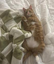 Lost Male Cat last seen Linden oaks housing , Cameron, NC 28326
