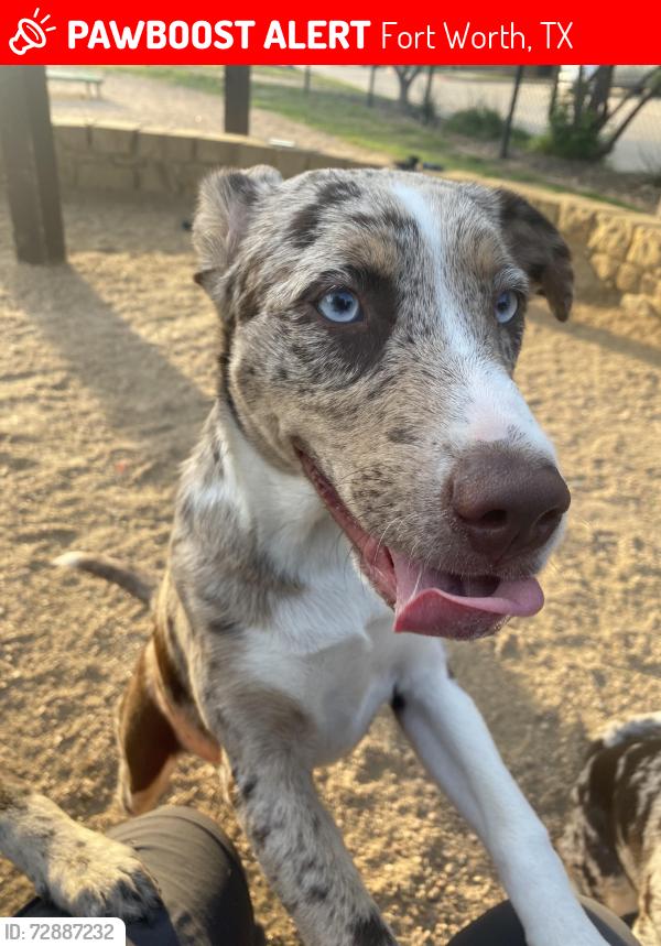 Lost Female Dog last seen Bryce canyon in the neighborhood, Fort Worth, TX 76137