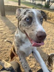 Lost Female Dog last seen Bryce canyon in the neighborhood, Fort Worth, TX 76137