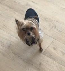 Reunited Male Dog last seen Close toSeminary - The Church of Jesus Christ of Latter-day Saints, Layton, UT 84041
