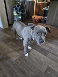 Found/Stray Female Dog last seen Legion Hills, Hope Mills, NC 28348