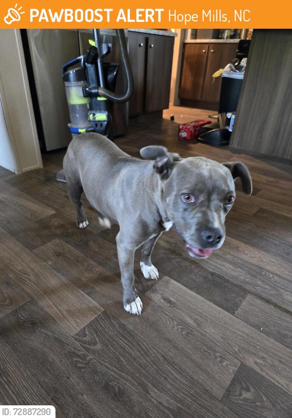 Found/Stray Female Dog last seen Legion Hills, Hope Mills, NC 28348