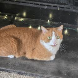 Lost Male Cat last seen Lenora Church Road, Crabapple Point, Snellville, GA 30078