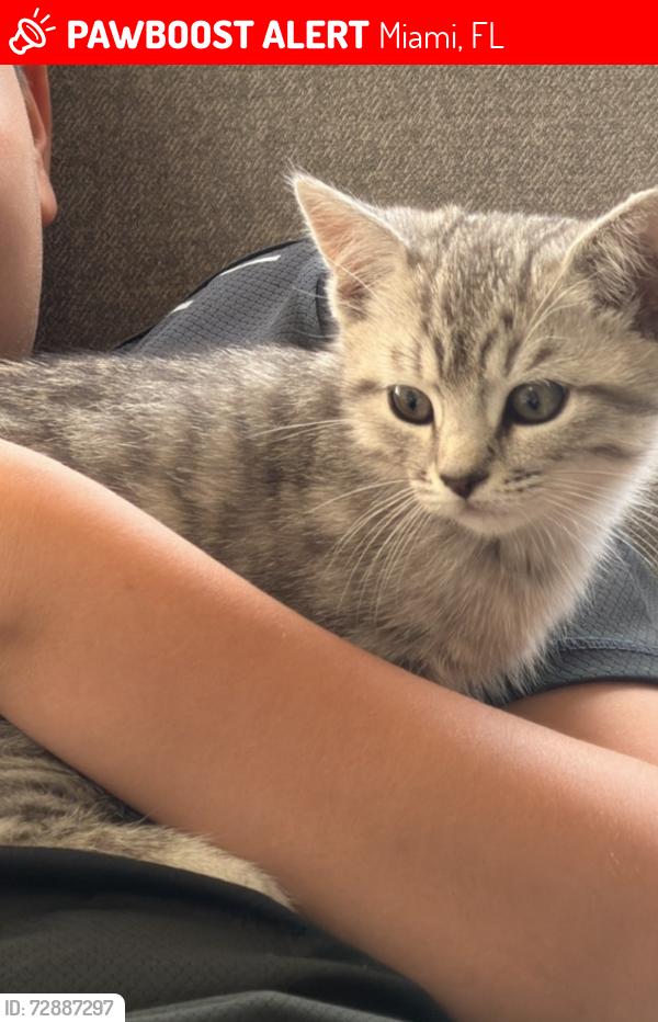 Lost Male Cat last seen Aventura isles, Miami, FL 33179