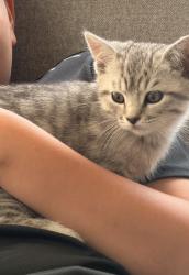 Lost Male Cat last seen Aventura isles, Miami, FL 33179