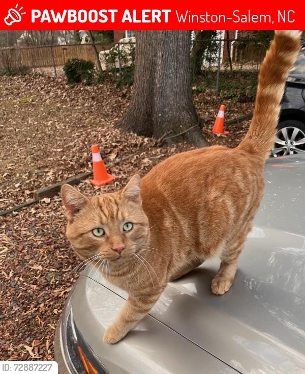 Lost Male Cat last seen Carter Circle/Polo Rd, Winston-Salem, NC 27106