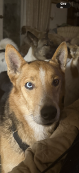 Lost Male Dog last seen Via de la Valle and Lomas Santa Fe , Rancho Santa Fe, CA 92067