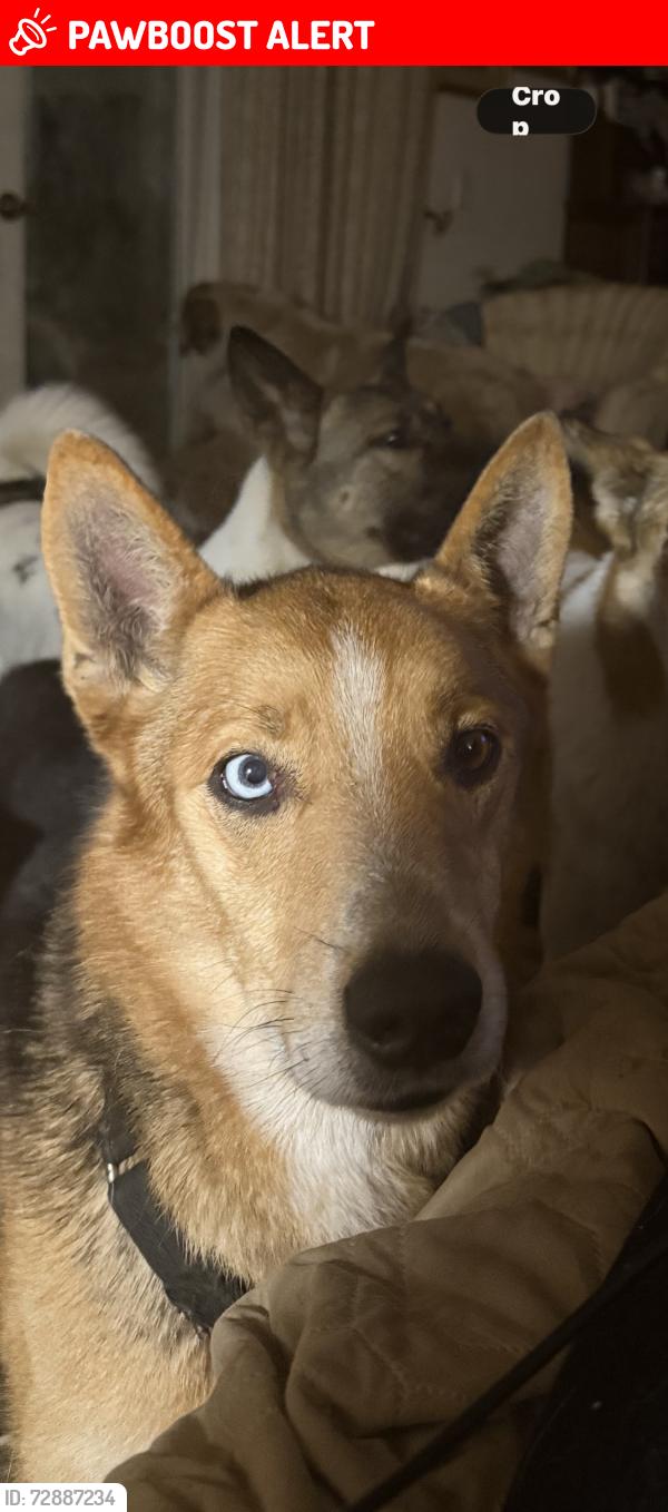 Lost Male Dog last seen Via de la Valle and Lomas Santa Fe , Rancho Santa Fe, CA 92067
