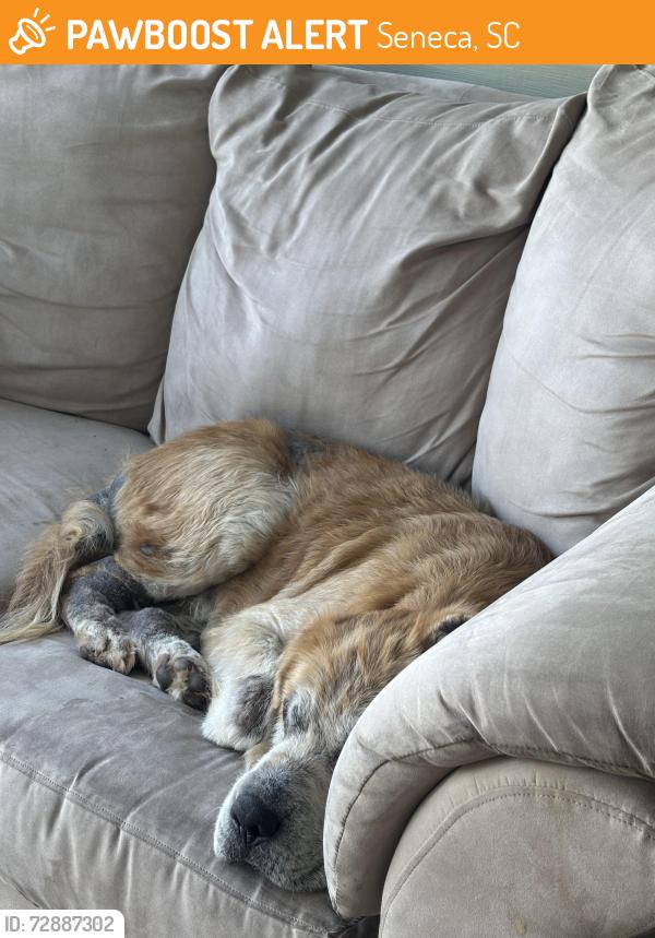 Found/Stray Unknown Dog last seen hwy 59 , Seneca, SC 29678