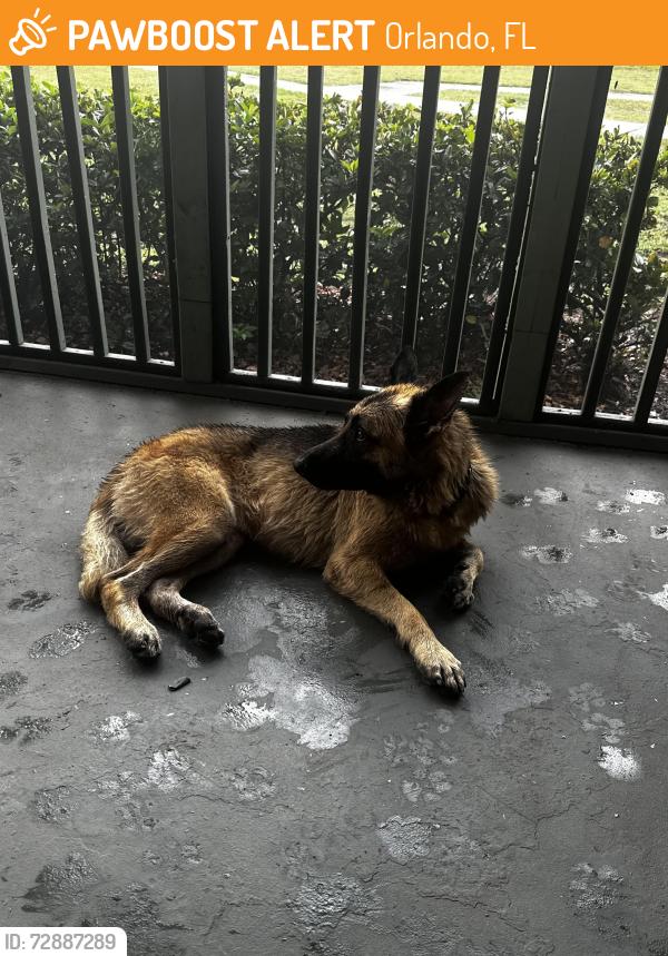 Found/Stray Male Dog last seen Off Texas and Oak Ridge-Enclave at Lane Eleanor, Orlando, FL 32809