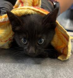 Shelter Stray Female Cat last seen Island Avenue, San Diego, CA, 92102, San Diego, CA 92110