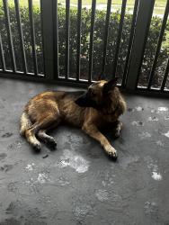 Found/Stray Male Dog last seen Off Texas and Oak Ridge-Enclave at Lane Eleanor, Orlando, FL 32809