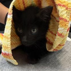 Shelter Stray Male Cat last seen Island Avenue, San Diego, CA, 92102, San Diego, CA 92110