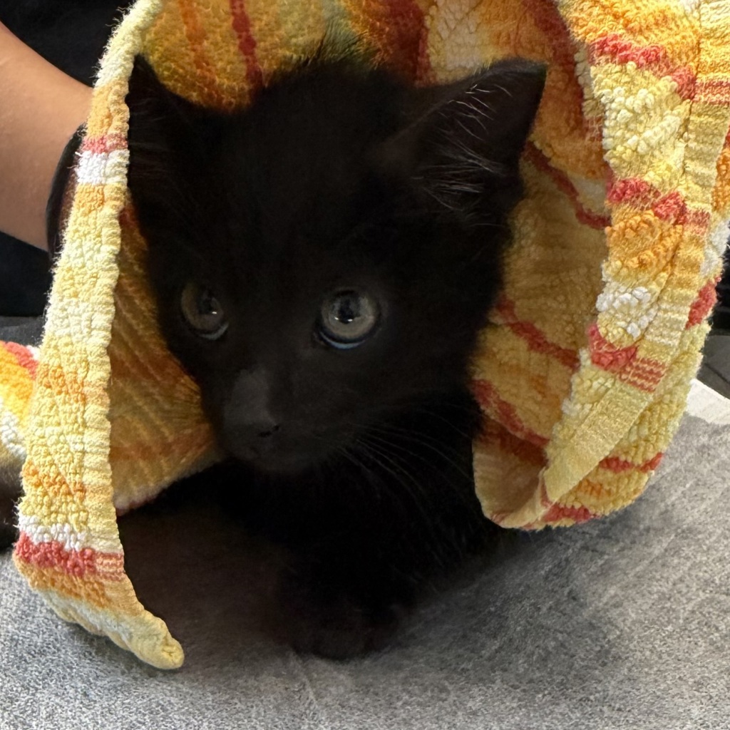 Shelter Stray Male Cat last seen Island Avenue, San Diego, CA, 92102, San Diego, CA 92110