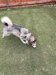Found/Stray Female Dog last seen Summercrest, Burleson, TX 76028