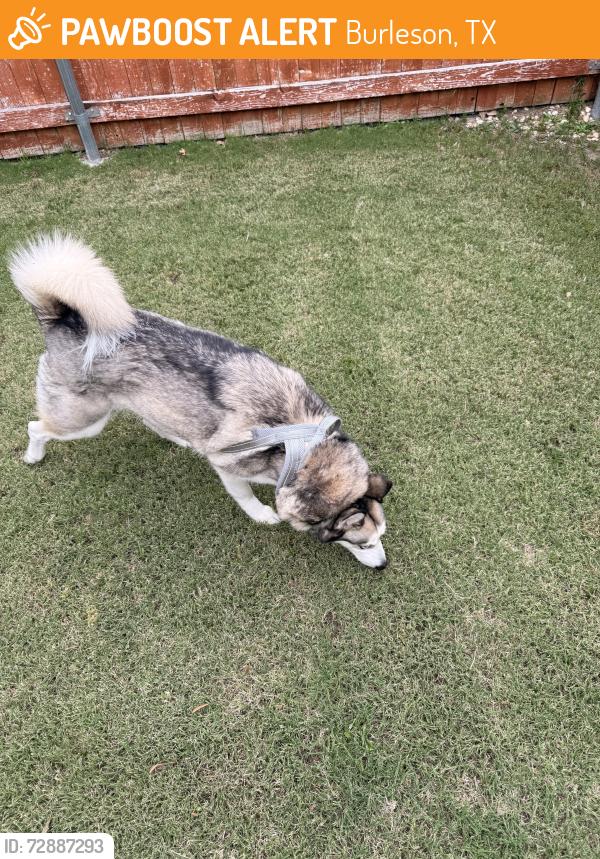 Found/Stray Female Dog last seen Summercrest, Burleson, TX 76028
