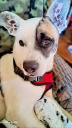 Lost Male Dog last seen Red Bud Ave. Cloud springs rd. Battlefield pkwy, Rossville, GA 30741
