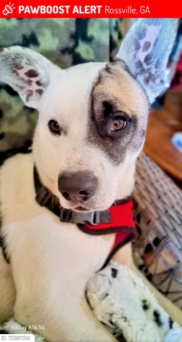 Lost Male Dog last seen Red Bud Ave. Cloud springs rd. Battlefield pkwy, Rossville, GA 30741