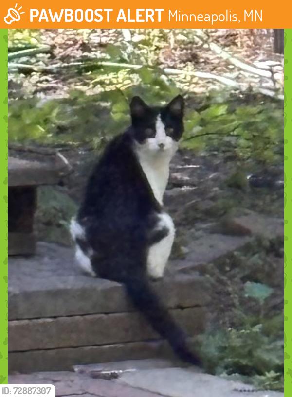Found/Stray Unknown Cat last seen 27th Ave SE and Talmage, Minneapolis, MN 55414