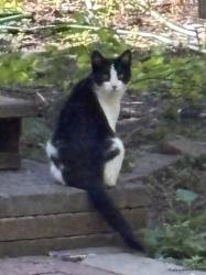 Found/Stray Unknown Cat last seen 27th Ave SE and Talmage, Minneapolis, MN 55414