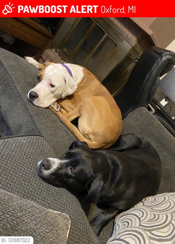 Lost Female Dog last seen Near Metamora Rd Oxford, MI  48371 United States, Oxford, MI 48371