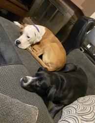 Lost Female Dog last seen Near Metamora Rd Oxford, MI  48371 United States, Oxford, MI 48371