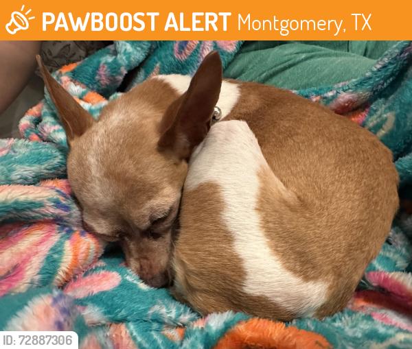 Found/Stray Female Dog last seen Crown Ranch, Montgomery, TX 77316