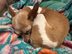 Found/Stray Female Dog last seen Crown Ranch, Montgomery, TX 77316