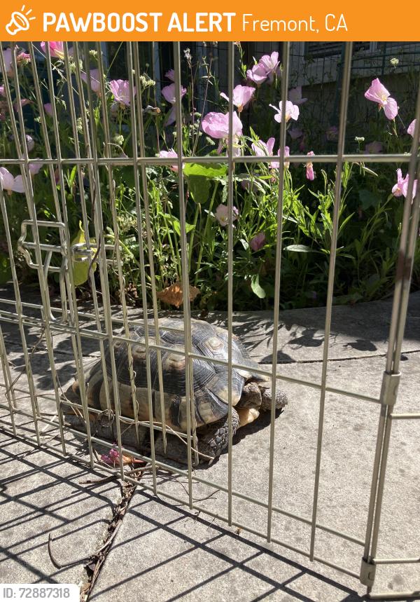 Found/Stray Unknown Reptile last seen Scott Creek Road , Fremont, CA 94539